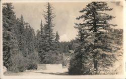 Near Troutdale in the pines Postcard