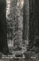 Giant Redwoods, Muir Woods Mill Valley, CA Postcard Postcard Postcard