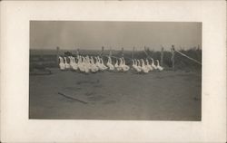 Flock of Geese Postcard