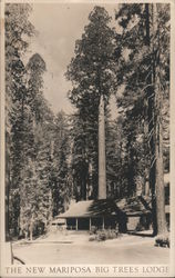 The New Mariposa Big Trees Lodge Postcard