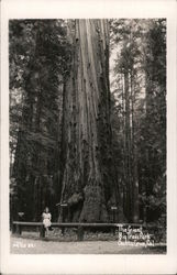 The Giant Big Trees Park Postcard