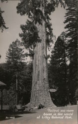 Tallest One Room House in the World, Lilley Redwood Park Postcard