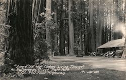 Richardson Grove State Park Garberville, CA Postcard Postcard Postcard