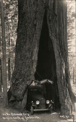 On the Redwood Highway - Doust Tree Garberville, CA Postcard Postcard Postcard