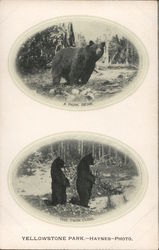 Bears in Yellowstone Park Yellowstone National Park, WY Postcard Postcard Postcard