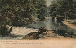 Looking up the Bronx River, Bronx Park Postcard