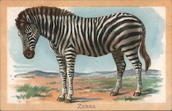 Zebra Postcard Postcard Postcard