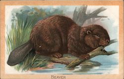 Beaver Postcard Postcard Postcard