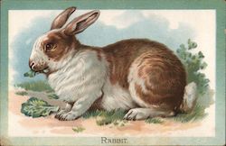 Brown And White Rabbit Eats A Lettuce Leaf Postcard