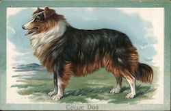 Collie Dog Dogs Postcard Postcard Postcard