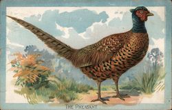 The Pheasant Postcard