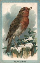 The Redbreast Postcard