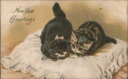 New Year Greetings - Two Cats on a Pillow Postcard