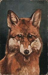 A Brown Dog or Fox Postcard