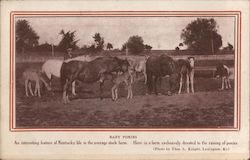 Baby Ponies Horses Postcard Postcard Postcard