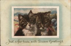 A Pair of Cats Postcard Postcard Postcard