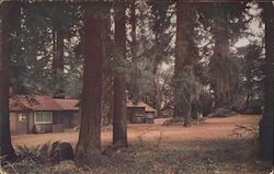 Cottages Among the Redwood Giants Postcard