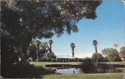 Indian Palms Country Club Postcard