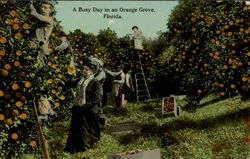 A Busy Day In An Orange Grove Postcard