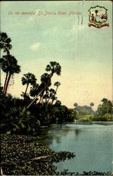 On The Beautiful St. John's River Postcard