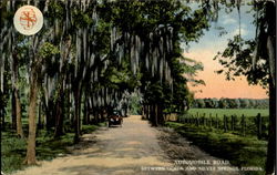 Automobile Road Between Ocala And Silver Springs Scenic, FL Postcard Postcard