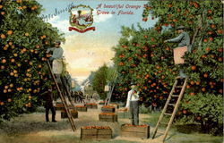 A Beautiful Orange Grove In Florida Scenic, FL Postcard Postcard