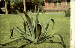 Cactus In Florida Cactus & Desert Plants Postcard Postcard