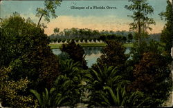 Glimpse Of A Florida Grove Postcard