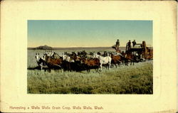 Harvesting A Walla Walla Grain Crop Postcard