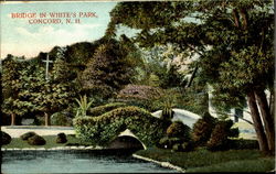 Bridge In White's Park Postcard