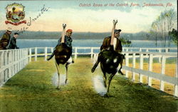 Ostrich Race At The Ostrich Farm Postcard