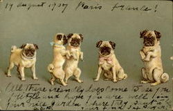 Pug Puppies Postcard