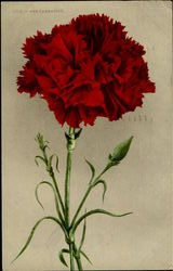 Red Carnation Postcard