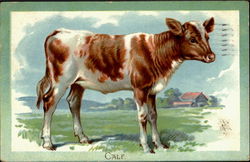 Calf Postcard