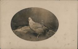 Unidentified Bird Postcard