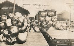 Loading Huge Tomatoes For Shipment on Train Exaggeration Postcard Postcard Postcard