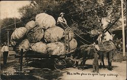 Huge Cabbages Postcard