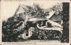 Ancient Victim of the Storm's Fury - The Great New England Hurricane of 1938 Postcard