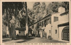 Umbrageous Eucalupti Shelter Shelter the West Wing at Santa Barbara Biltmore Postcard