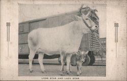 Lone Star and Lady Star San Antonio, TX Postcard Postcard Postcard