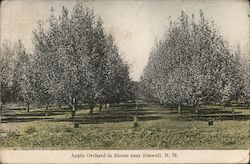 Apple Orchard in Bloom Near Postcard