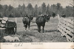 Homeward Bound Cows & Cattle Postcard Postcard Postcard