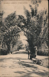 Looking Along Bamboo Avenue Jubbulpore, India Postcard Postcard Postcard