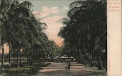 Palm Avenue, Cristobal, Canal Zone Postcard