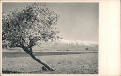 Spring flowers and snow - Malatya, Turkey Postcard