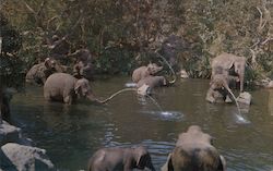 Disneyland, The Magic Kingdom, Elephant Bathing Pool, Adventureland Postcard Postcard Postcard