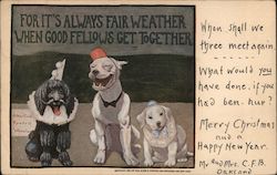 Three Dogs Posing Postcard