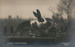 A Close Conference - Bunnies Postcard