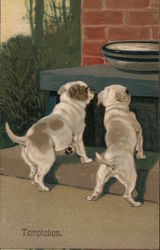 Temptation. Two dogs look at a bowl on a shelf. Postcard