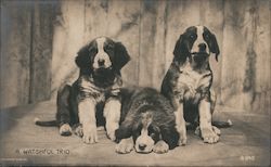 Dogs - A watchful trio Postcard